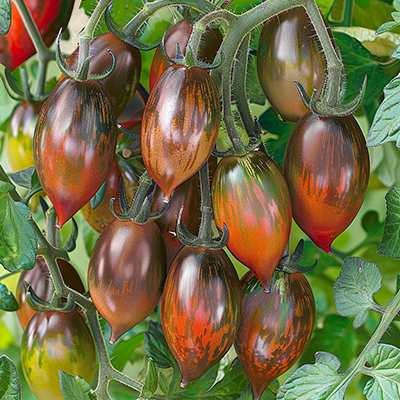 Plants de tomates Tigré Cookie dans un potager bien entretenu, idéal pour le jardinage naturel